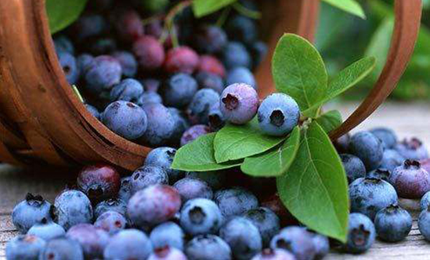 藍莓汁營養豐富老少皆宜，批發銷售利潤可觀！